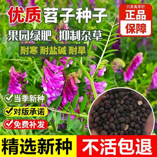 当年新采毛苕子绿肥种子紫花光叶苕子箭舌豌豆养蜂蜜源优质牧草籽