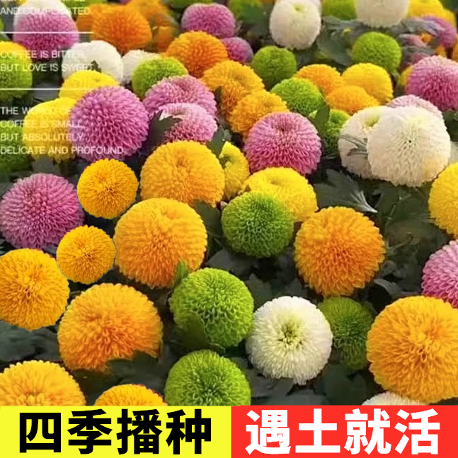乒乓菊花种子小雏菊四季好养活易种活室内外花卉盆栽花种籽子花籽