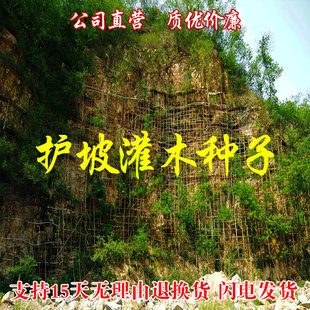护坡灌木紫穗槐种子盐肤木多花木兰刺槐胡枝子木豆马棘车桑子草籽