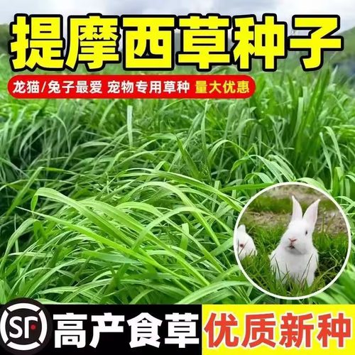 提摩西草种子提草梯牧草养兔荷兰猪豚鼠等多年生牧草种子宠物口粮