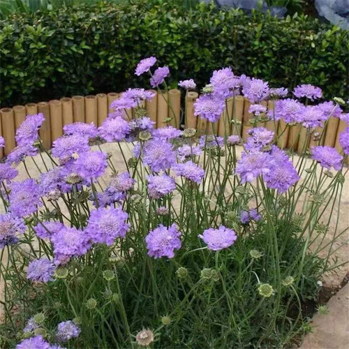 蓝盆花成品带花发轮峰菊花苗风车菊植物 高加索耐寒多年生花卉