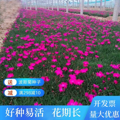 初吻草坪花种籽美国五彩石竹