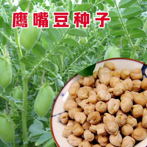 鹰嘴豆种子新疆蔬菜种孑阳台盆栽桃豆种籽四季菜籽大全秋冬易种植