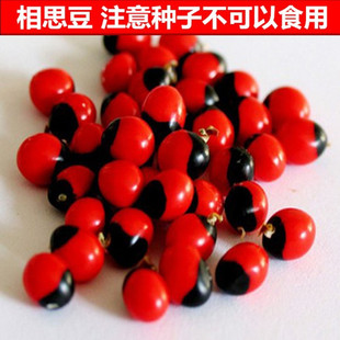 鸡母珠种子海红豆美人豆相思豆孔雀豆相思做手链鄂西红豆种籽