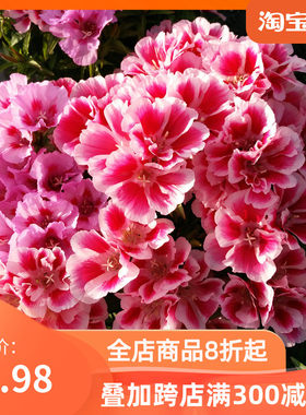 妙植四季室内阳台盆栽种子送春花