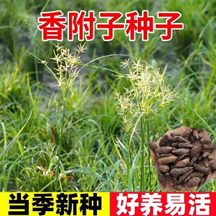 香附子种子莎草雷公头种籽四季种植易活中药材种苗地沟草山芽草种