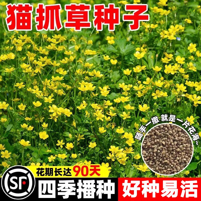 猫爪草野生种种孑中药材正品中药猫爪草新鲜水洗猫抓草夏枯草种