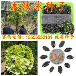 榆树种子白蜡种子乌桕种子黄花梨种子刺槐种子紫薇种子雪松