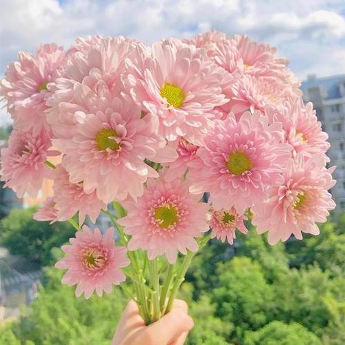 糖果小雏菊花种子籽播种开花室内室外盆栽花卉好养易种活花籽