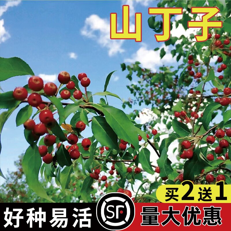 山丁子种子 甜茶种子 山荆子嫁接树种子砧木种子原生海棠种子