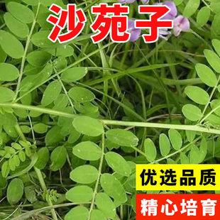 批发沙苑子新货药材种子材四季种沙苑籽种子茶潼蒺藜夏黄草沙宛子