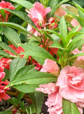 凤仙花种子重瓣指甲花茶花凤仙种籽庭院盆栽花卉阳台绿植四季易种