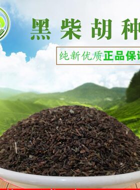 黑柴胡种子纯新优质31号柴胡籽红柴胡子黄柴胡籽正品保证发芽率高