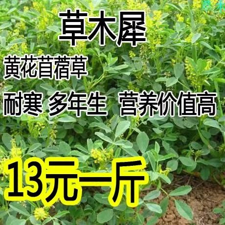 夏季秋草木草木樨种子犀