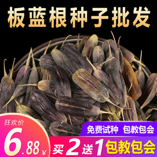 散装板蓝根种子苗中药材大青叶种籽500g四季种植清热解毒植物种孑