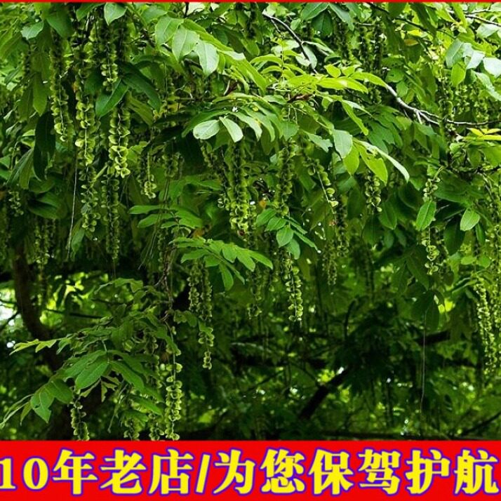 枫杨种子 白杨大叶柳大叶头杨树水麻柳枰柳树 蜈蚣柳枫杨树种籽