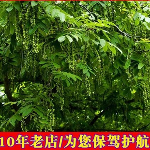 枫杨种子 白杨大叶柳大叶头杨树水麻柳枰柳树 蜈蚣柳枫杨树种籽