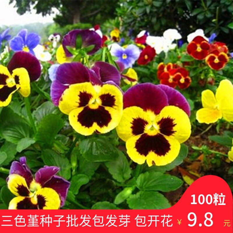 大花三色堇花种子四季易播室内阳台室外盆栽蝴蝶花猫儿脸垂吊花籽