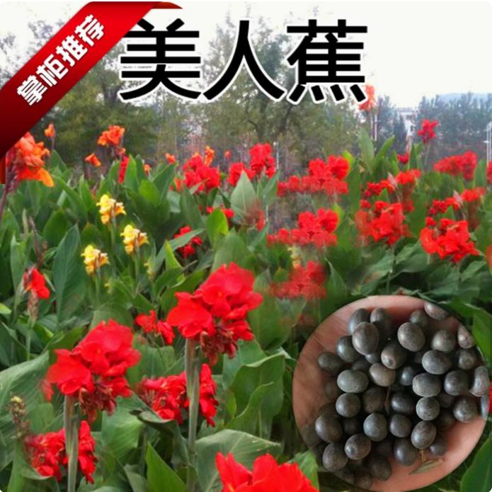 美人蕉种子红艳蕉小花美人蕉花种籽子小芭蕉黄花庭院室外易活花籽
