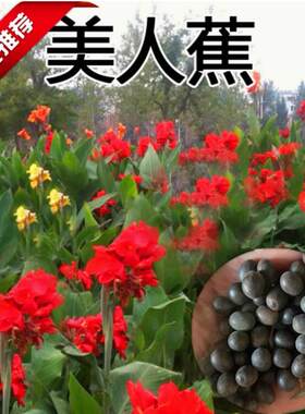 美人蕉种子红艳蕉小花美人蕉花种籽子小芭蕉黄花庭院室外易活花籽