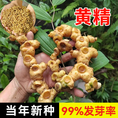正宗药材黄精种子鸡头黄精多花老虎姜鸡爪参爪子参黄鸡菜玉竹种子