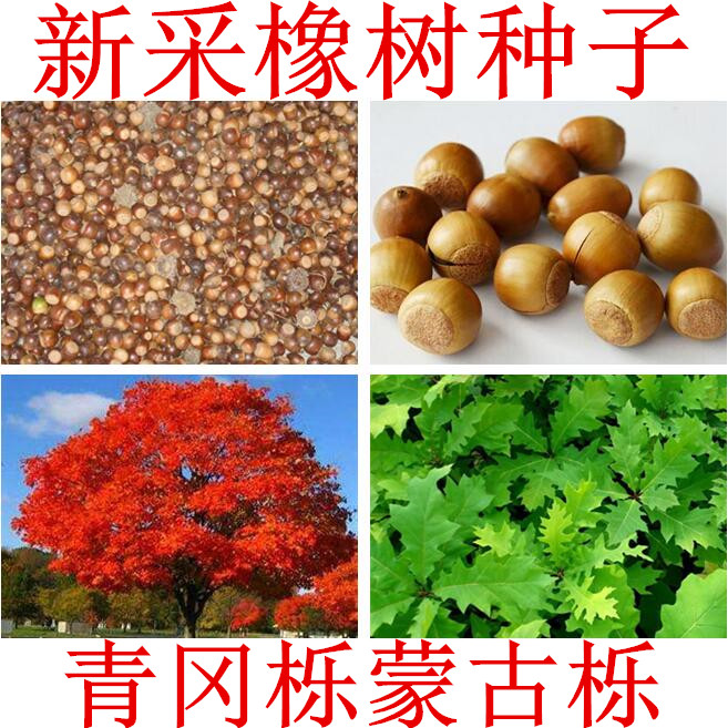 橡树种子麻栎榨树 青冈栎树种子 蒙古栎 橡子种子 栎树娜塔栎树种