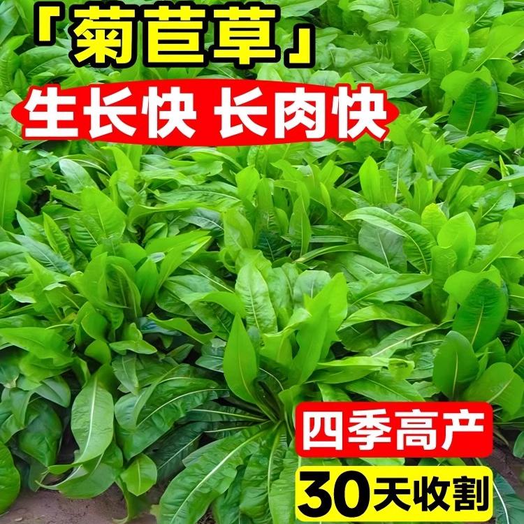 将军大叶菊苣草种籽养殖四季牧草种子羊牛兔鸡鸭鹅猪菜种孑子再生