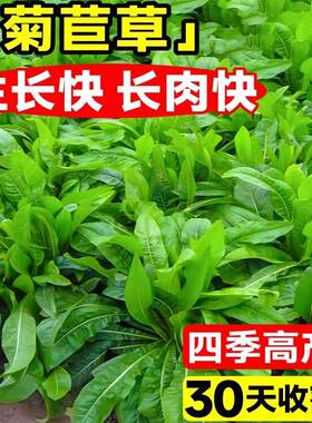 将军大叶菊苣草种籽养殖四季牧草种子羊牛兔鸡鸭鹅猪菜种孑子再生