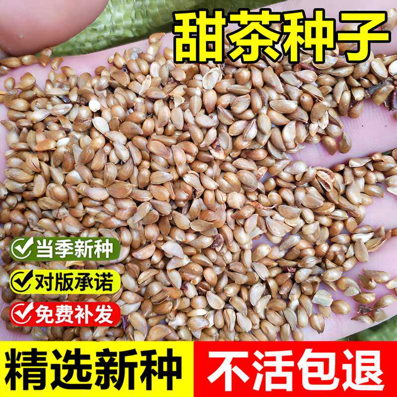 当年新采平邑甜茶种子蒙山甜茶茶海棠嫁接苹果实生砧木灌木树种籽