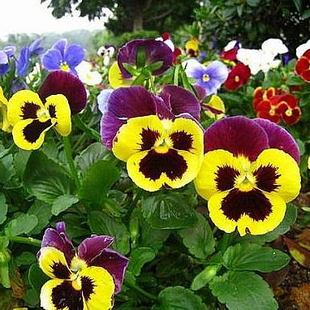 大花三色堇种子 蝴蝶花种子 毛脸花种子 景观花卉种子阳台盆栽