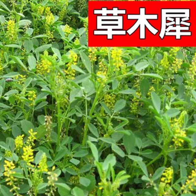 夏季春草木草木樨种子犀