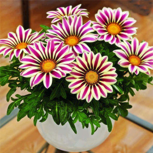 勋章菊种子四季花种子非洲太阳花菊花阳台庭院盆栽花种籽子易活