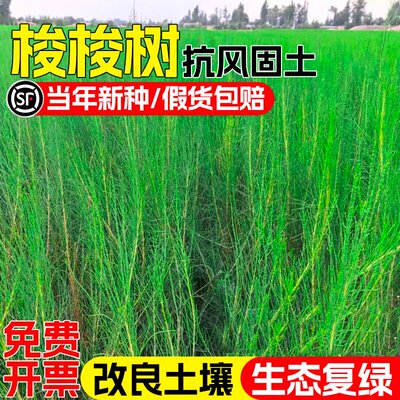 梭梭树种子多年生耐贫瘠防风固沙草籽沙漠绿化生态修复灌木草种籽