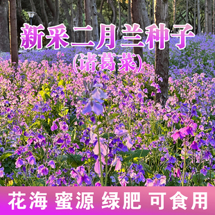 二月兰花种子四季种易活二月兰花籽多年生宿根诸葛菜种子耐阴耐寒