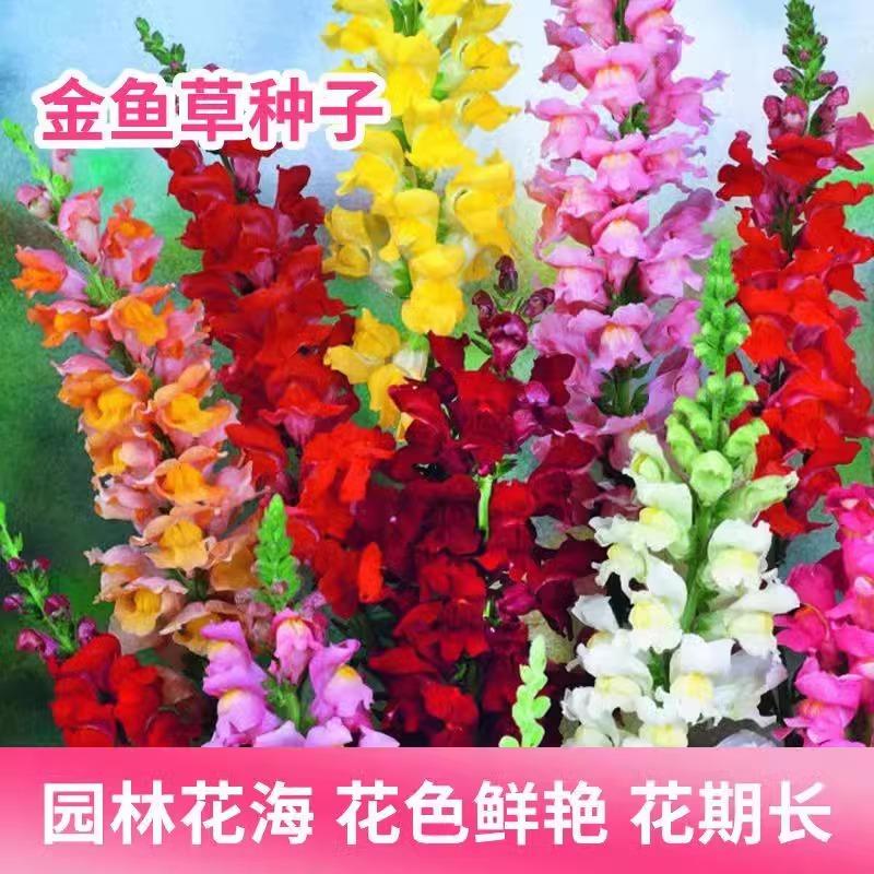 金鱼草种子混色龙头花多年生植物耐寒阳台盆栽庭院四季播花卉种籽