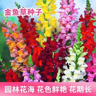 金鱼草种子混色龙头花多年生植物耐寒阳台盆栽庭院四季播花卉种籽