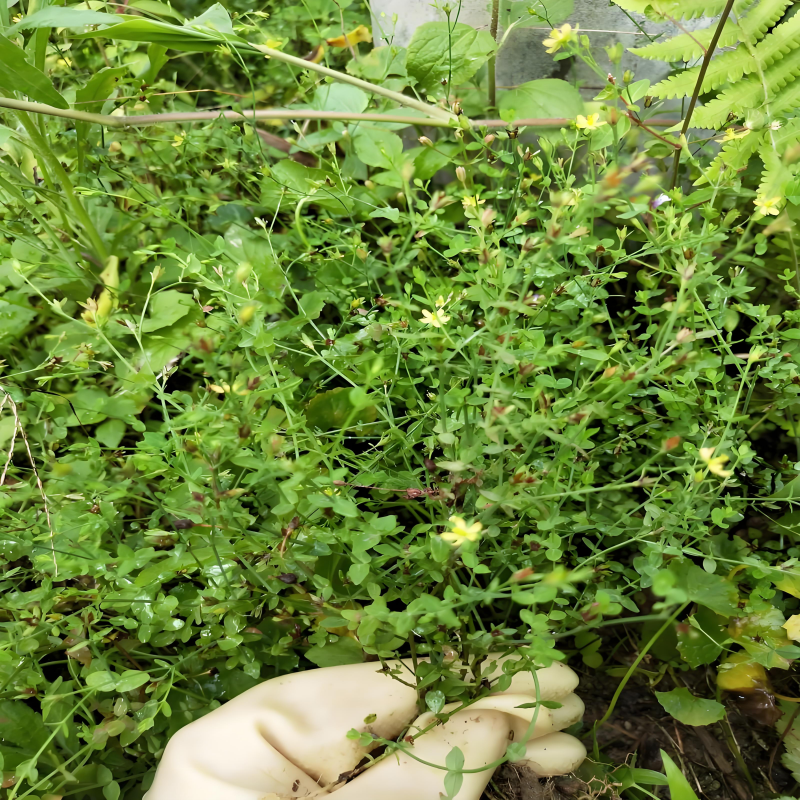 野采田基黄种子地耳草雀舌草潮汕黄花仔金锁匙草秋冬播种药材种子