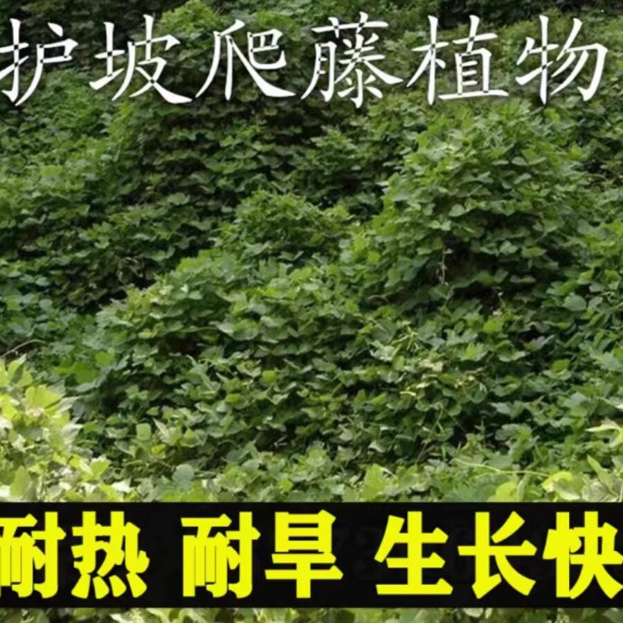 葛藤种籽爬山虎大花牵牛花油麻藤边坡矿区绿化护坡爬藤植物草籽孑