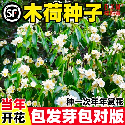 木荷种子种籽林木种子木荷树种荷木荷树种子园林绿化行道树种孑子