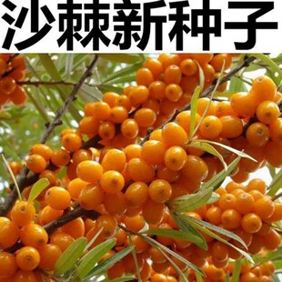 新采大果沙棘种子大果深秋红沙棘树种籽四季易种阳台盆栽水果种孑