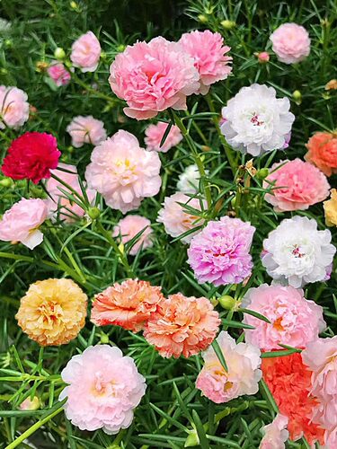 太阳花种孑籽子混色撒播易活