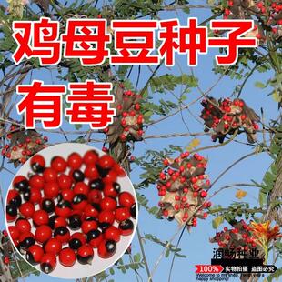 鸡母珠树种子相思子非洲鸡珠母珠藤珊瑚珠祈祷豆有毒不可食用种子