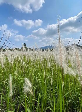 白茅草种子坟头山坡绿化针茅白毛草长镰草响铃草根种籽四季播易活