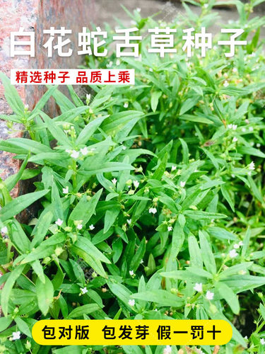 夏季白花蛇舌白花蛇舌草种