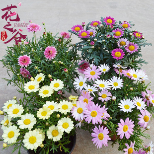 茼蒿菊种子玛格丽特系列品种 花卉盆景室内阳台盆栽植 四季可播种