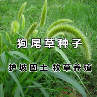 狗尾草草籽种子披碱草野草种杂草种籽耐旱荒山绿化护坡牧草多年生
