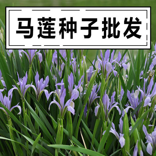 夏季,春马莲马莲种花子兰