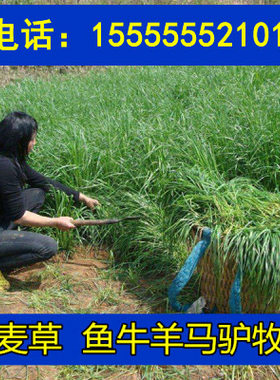 北方多年生牛羊四季耐寒牧草种子