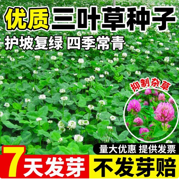 三叶草种子白三叶草籽红三叶草籽四季青草坪四季播种牧草果园绿肥