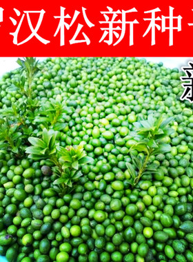 新采罗汉松种子雀舌罗汉松大叶小叶红芽日本罗汉松种子籽松树种子